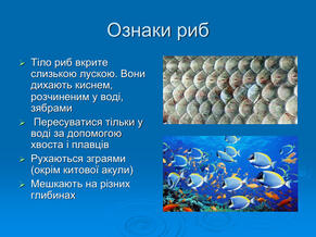 0603p5op-60bb-291x218.jpg
