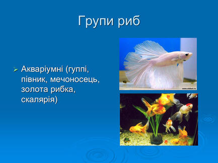 0603p5s1-dbf8-433x325.jpg