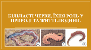 Презентація "Кільчасті черви, їхня роль у природі та житті людини".