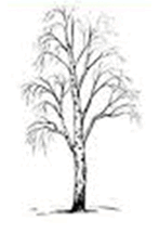 0603pcx9-18bd-147x216.png