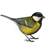0603pd0s-7a71-161x149.png