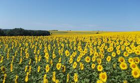 0603ph1u-4264-279x166.jpg