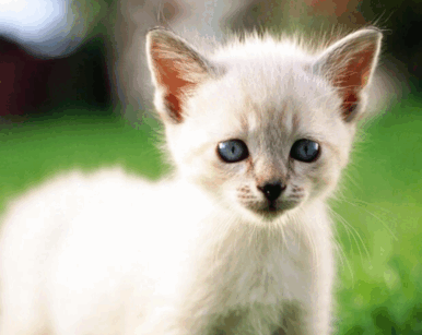 0603pjw3-a6f3-386x307.png