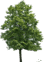 0603pl64-6bf1-44x62.png