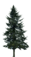0603pl6m-e03c-62x115.png