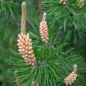 0603plh5-d112-279x279.jpg