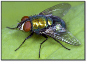 0603pn3d-68f2-284x203.png
