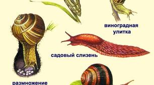  Діагностична робота: Плоскі черви.Молюски.Кільчасті черви.