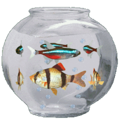 Fish Bowl Sticker - Find & Share on GIPHY