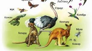 Конспект уроку з "Пізнаємо природу" для 6 класу на тему: "Урок 44 Які особливості наземно-повітряного середовища (НПС)".